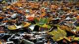 地面上的秋天落叶景象高清在线视频素材下载