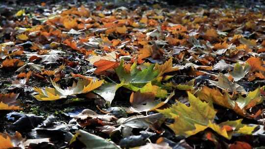 地面上的秋天落叶景象