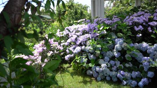 花园绣球花鲜花园艺园林