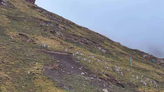 野生动物岩羊4K60祯