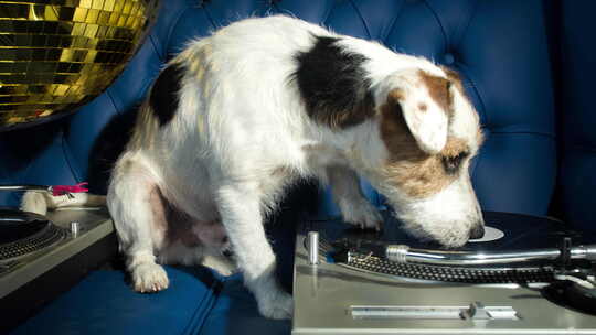 狗狗DJ