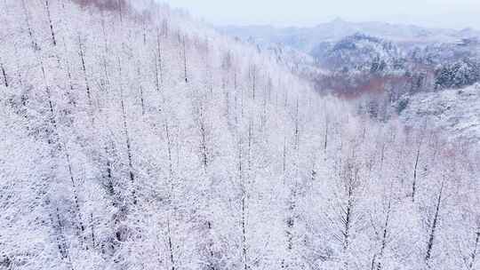 航拍山王坪冬天雪景