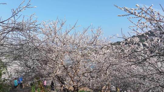 中国广东省广州市从化区广州流溪梅花节