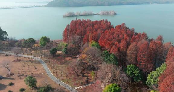 湖北武汉东湖落雁风景区秋季风光