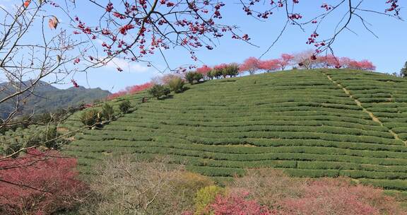 福建漳平龙岩永福樱花茶园