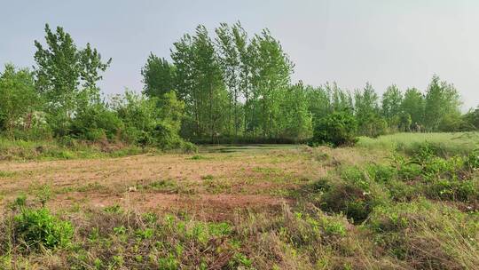 疫情城市农村街道菜园春天绿色植物