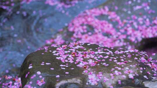 雨天凋零的梅花花瓣