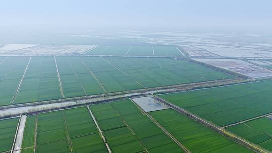 中国乡村农业经济发展大型农场种植地