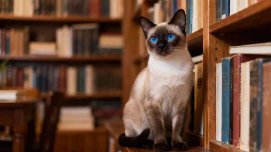 书架上的暹罗猫