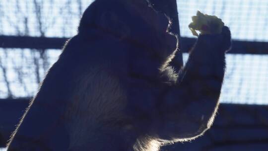 【镜头合集】逆光拍摄动物园里的猴子