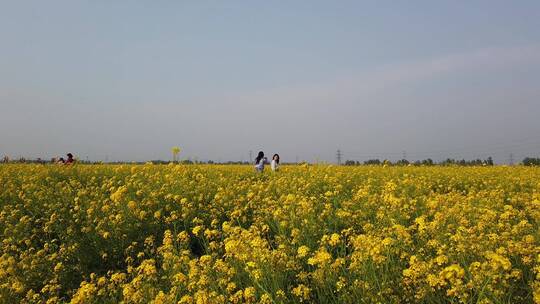 济南龙山平陵古城油菜花基地，春季油菜花田