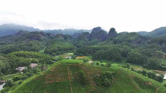 茶园 俯瞰茶田茶园