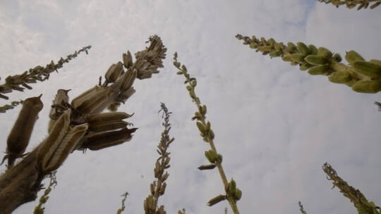 芝麻成熟4视频素材模板下载