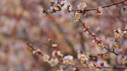 植物园公园梅花花朵开花春天风景视频素材