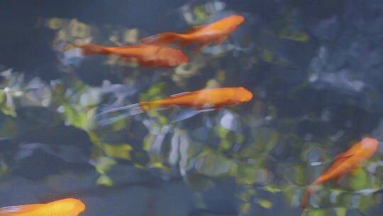 唯美锦鲤戏水-电影空镜-江南园林景观视频素材模板下载
