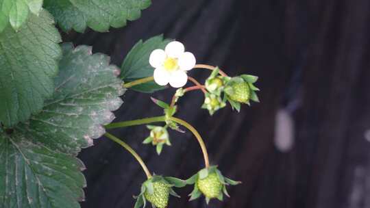 草莓园 农田 农业作物 水果 绿色植物 温室