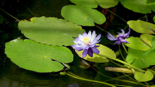 蓝莲花睡莲特写水生花卉