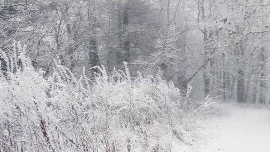 冬天唯美雪地雪景