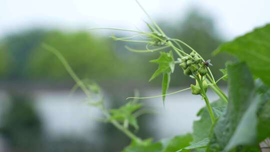 瓜苗开花实拍