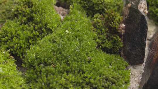 青苔植物景观盆栽园林绿色自然生长青草特写