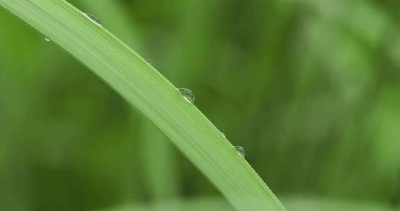 叶子上的露珠水珠雨珠特写