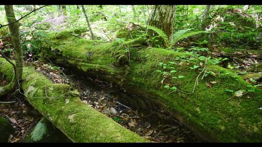 原始森林绿色苔藓河流瀑布树木自然环境