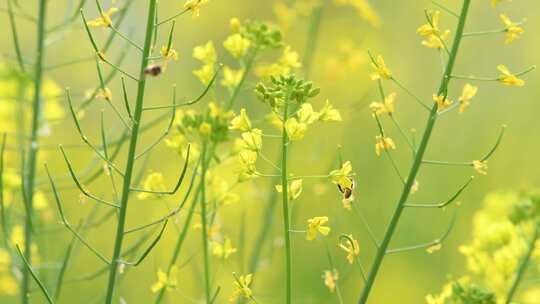 4K拍摄蜜蜂在油菜花海间采蜜特写