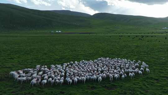 祁连山草原上的羊群视频素材模板下载