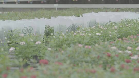 花卉种植LOG视频素材