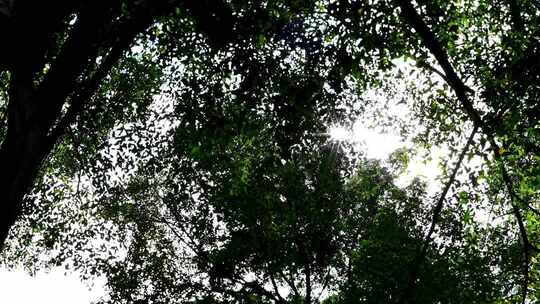 树叶光斑 湖边唯美空镜合集