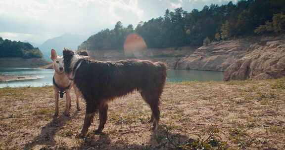 两只家犬在湖岸边境牧羊犬和杂种狗上一起玩