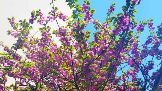 春天阳光下的樱花花朵花瓣