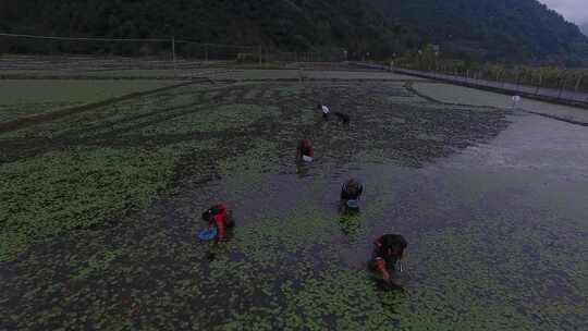 雷波马湖莼菜