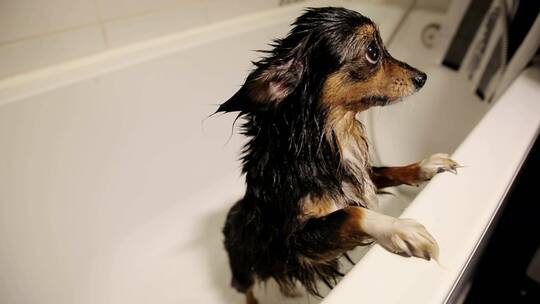 洗澡后浴缸里可爱的湿狗视频素材模板下载