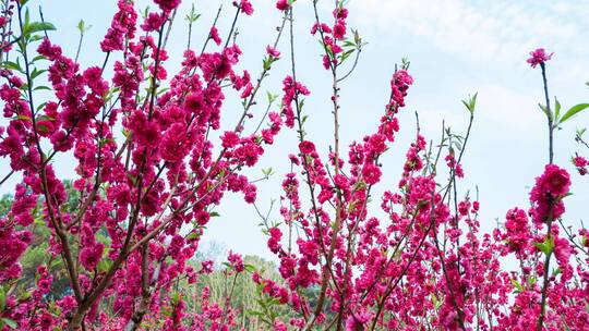 南宁青秀山桃花岛满树桃花