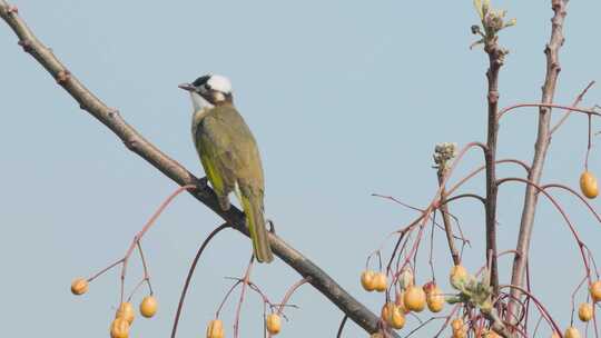 秋日苦棟树枝头栖息的白头鹎鸟