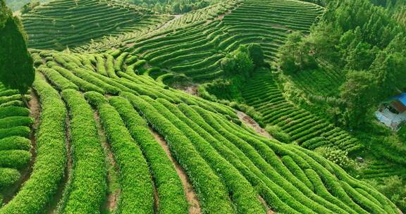 武夷山核心产区茶园星村镇岩茶福建0368