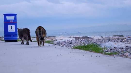 两只流浪猫在洛基海边一起散步