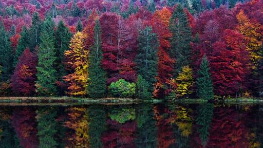 秋天多彩的森林湖泊河流枫叶红叶秋叶