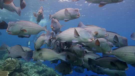 海底生物海底鱼群视频素材模板下载