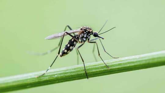 微距特写蚊子停在草叶上