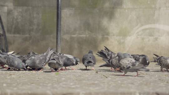 在广场觅食的鸽群