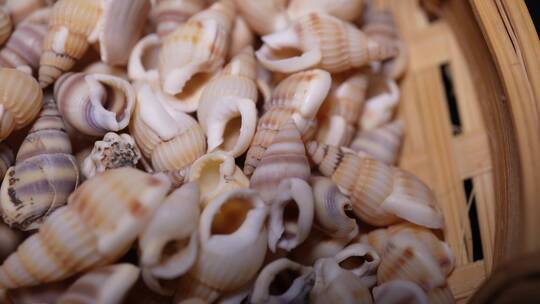 小海螺壳装饰水族贝壳