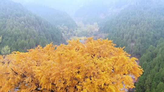 山东济南淌豆寺秋天航拍寺庙