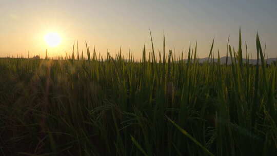 夏天乡村农村黄昏夕阳下的田野