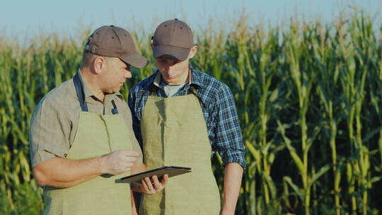农民在玉米地里用平板电脑交流