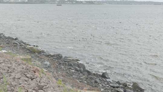 加拿大爱德华王子岛海边风光