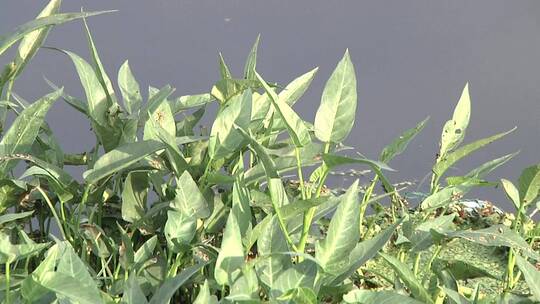 水芹 四季水芹 污水净化