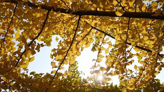 深秋枝繁叶茂的银杏树，树叶随风摆动