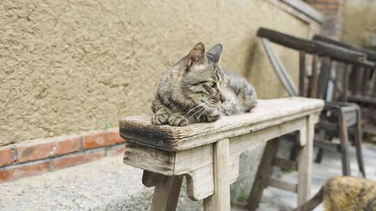 狸花猫趴在老旧的木椅上休息